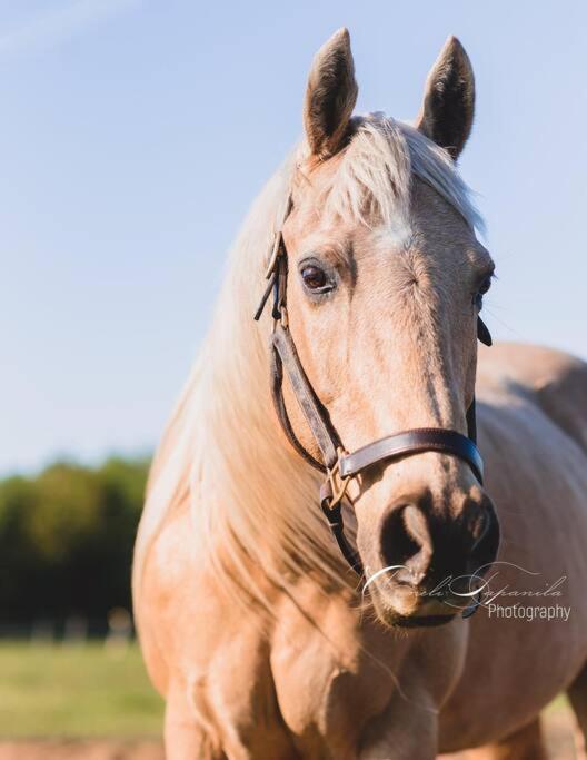 Farmhouse Guest Suite, Pool, Hot Tub, Horses Midhurst ภายนอก รูปภาพ